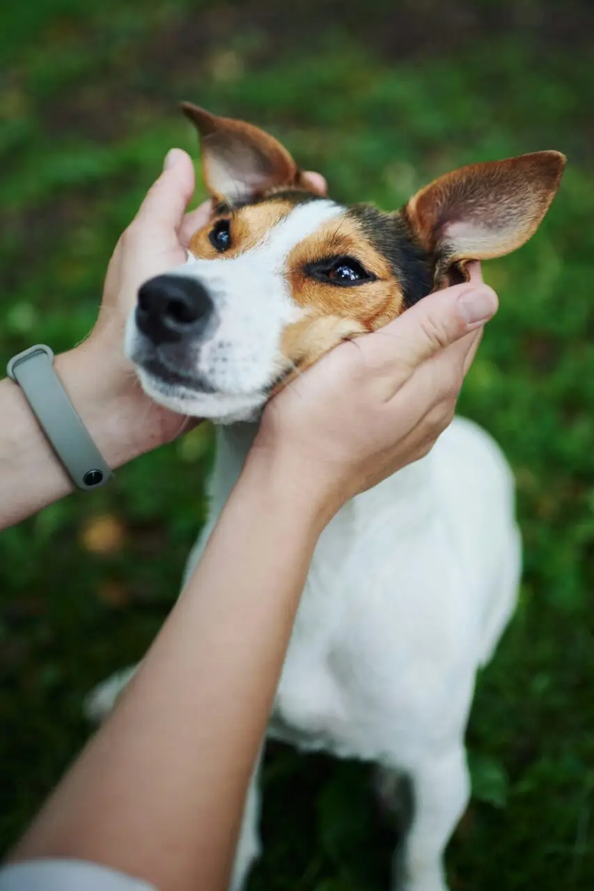 Person gently holding a dog’s face while the dog looks up calmly.