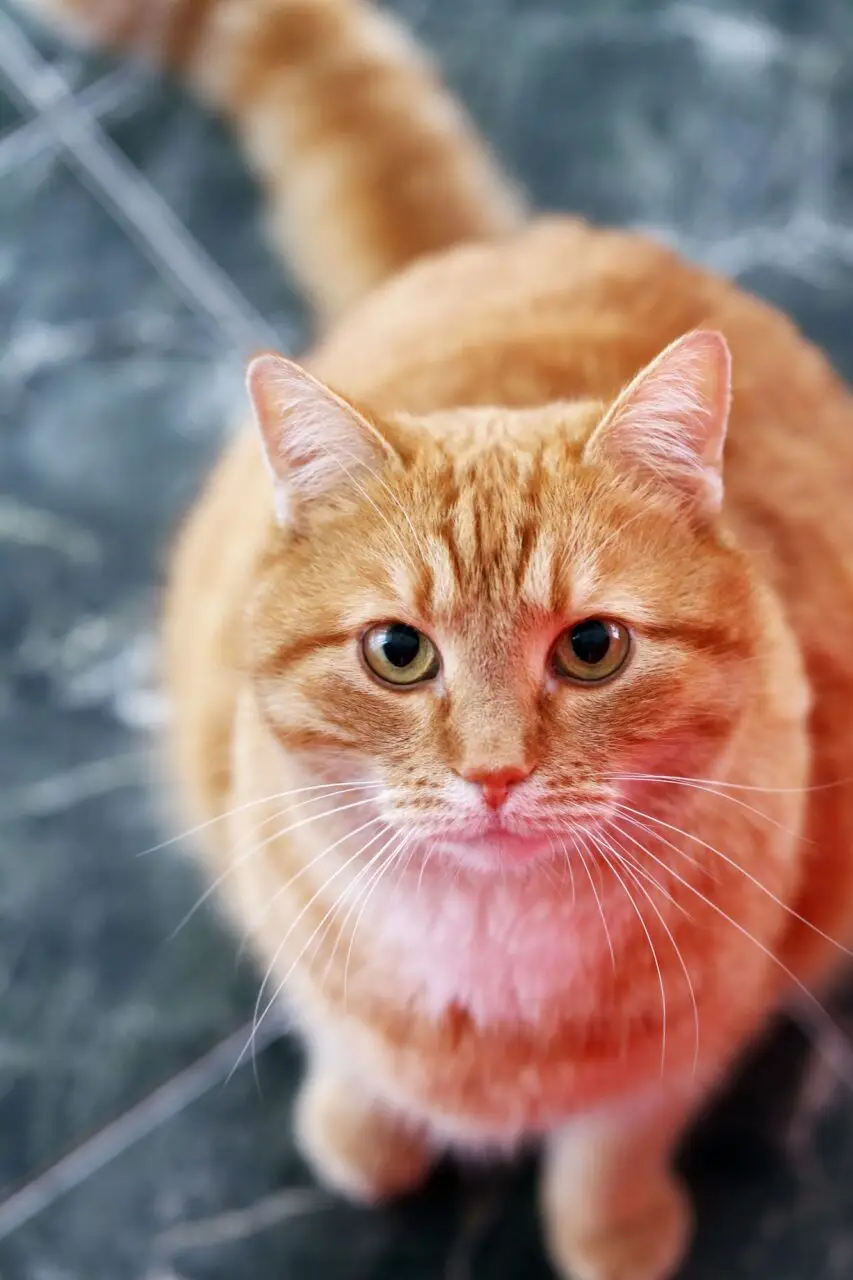 Orange tabby cat looking up with an alert, curious expression.