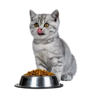 Gray tabby kitten sitting behind a bowl of dry food, licking its nose.