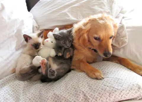 Foster dog resting on a bed beside two kittens cuddling together
